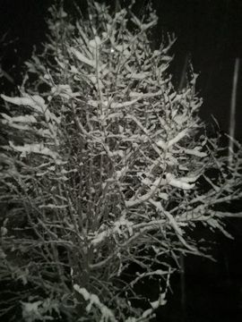 陌上╰.╯花开ღ主播照片