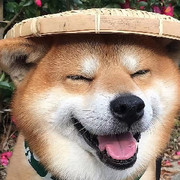 三只熊@