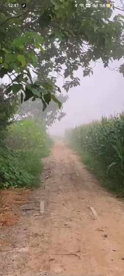 梦中的那首歌的图片