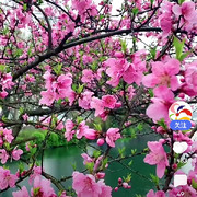 雁南飞南飞雁
