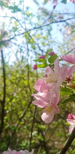 小芳，🌸减肥打卡主播照片