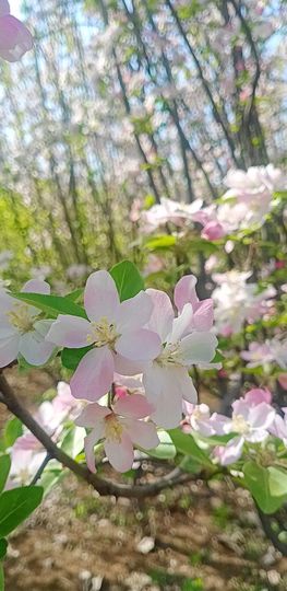 小芳🌸不跳舞主播照片