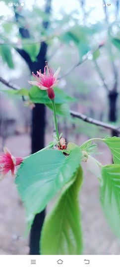 小芳，🌸减肥打卡主播照片