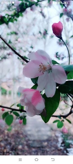 小芳，🌸减肥打卡主播照片