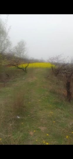 小芳🌸不跳舞主播照片