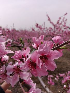 新人~开心果主播照片