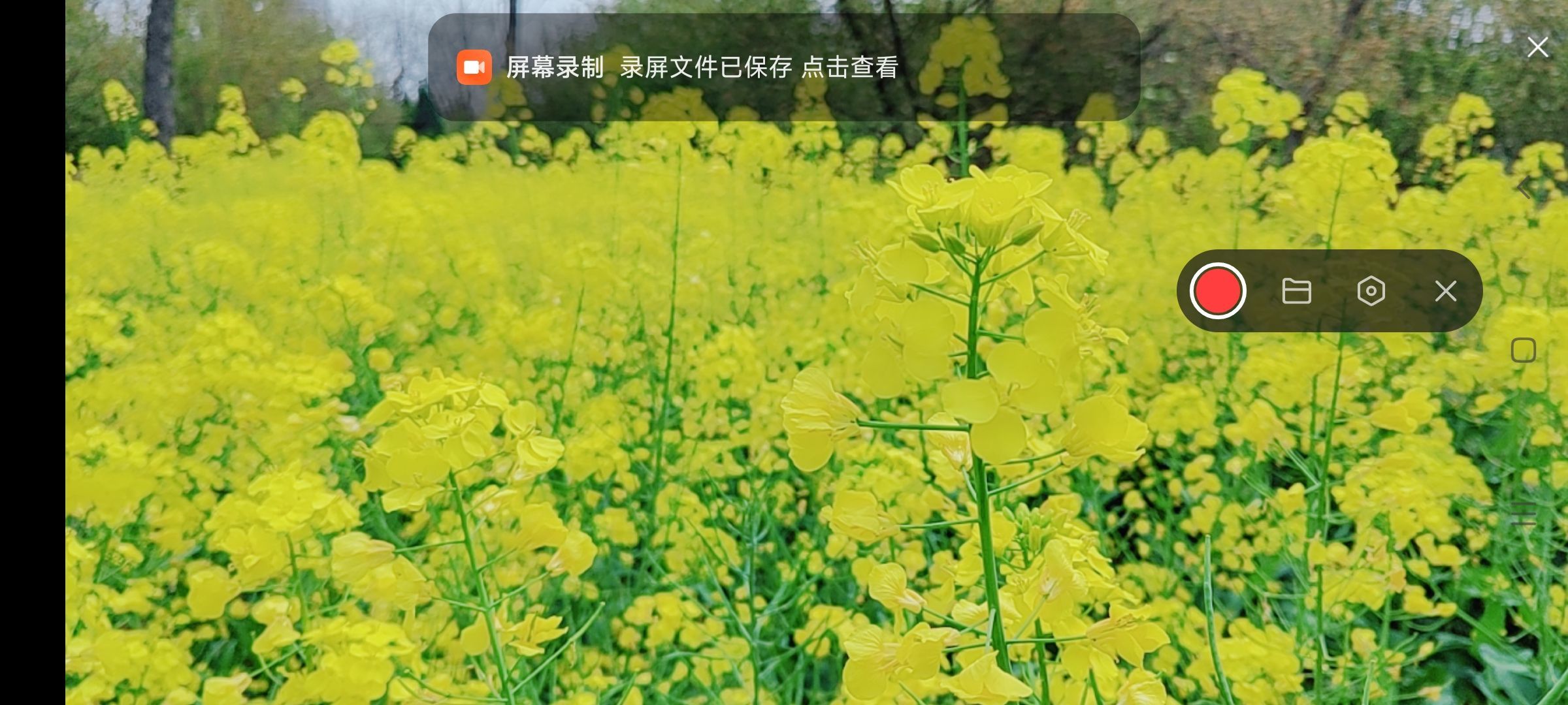 婷婷💕感恩有你陪伴的图片