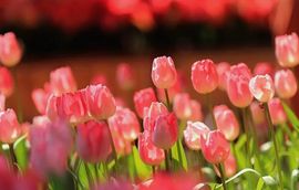 September★主播照片