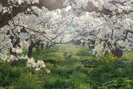 September★主播照片