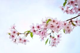 September★主播照片