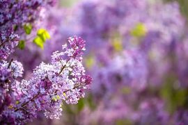 September★主播照片