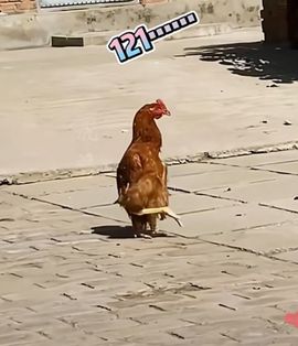 疯和尚——释真明主播照片