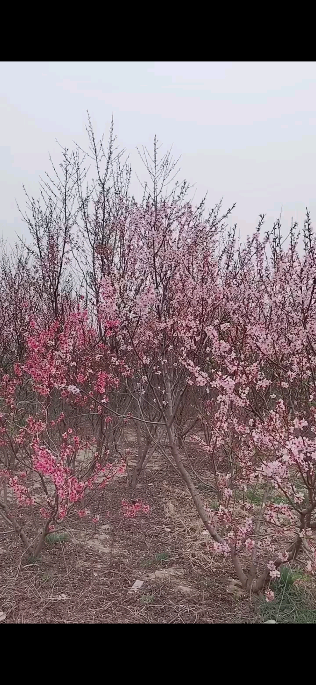 这是今年开的桃花