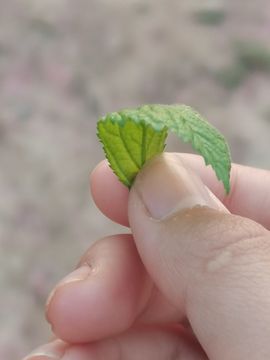 @小依然🌈随心主播照片