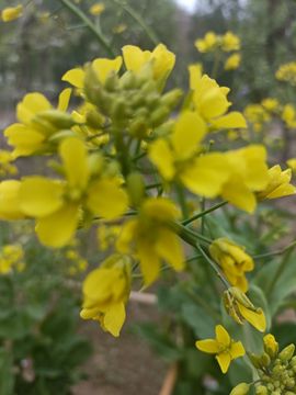 🌼阳阳得意🌼主播照片