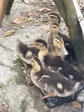 甜欣暂休主播照片