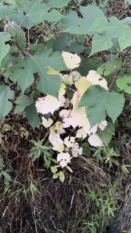陌上╰.╯花开ღ主播照片