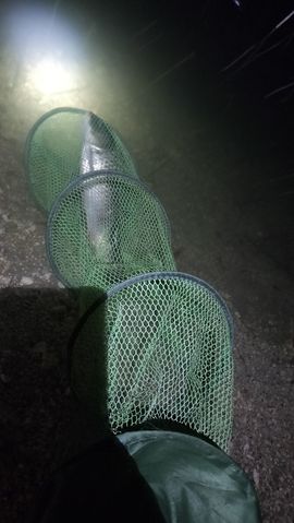 艾玛失踪人口的图片