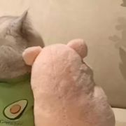 萌新宝宝8577的头像