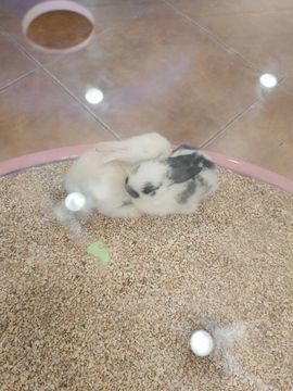 玟玟🌸加油主播照片