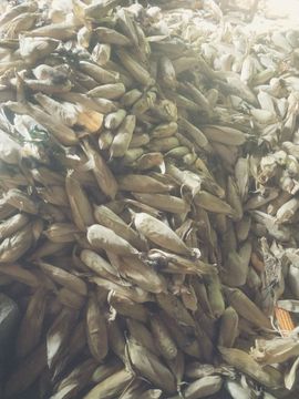傲世英雄6主播照片