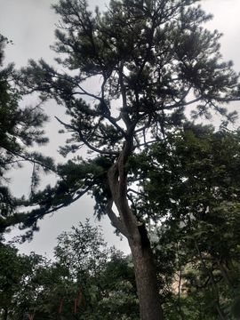 真心遇水性杨花主播照片