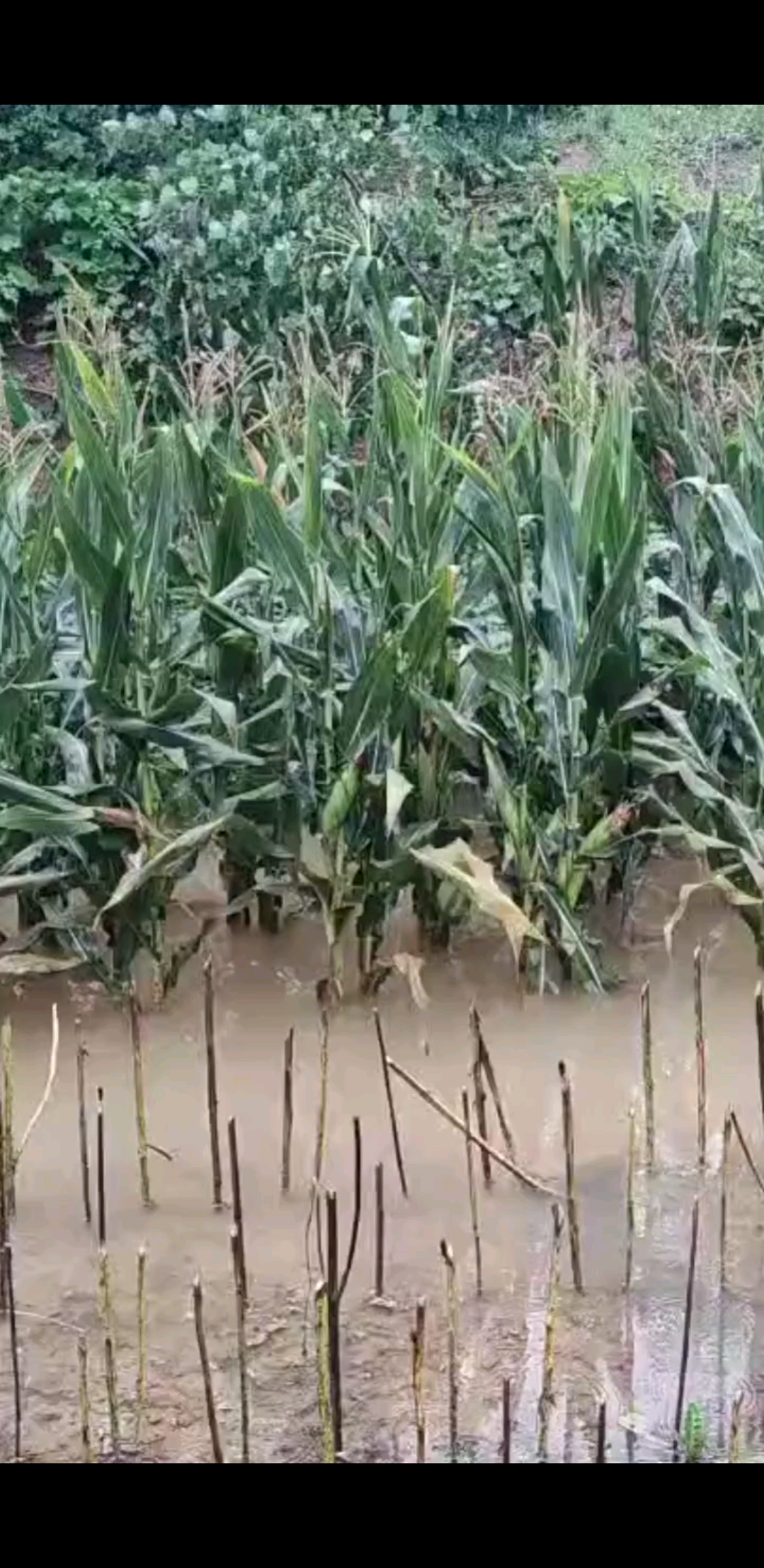 下了两天的雨都没停☔