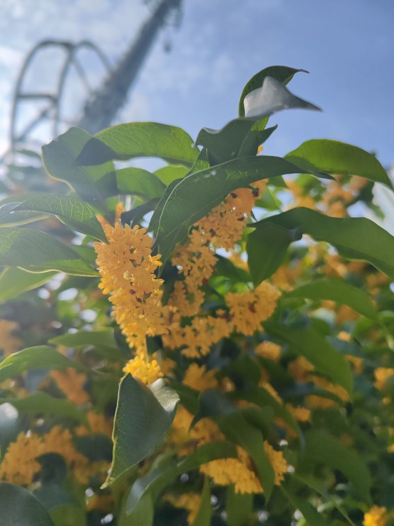 婷婷💕感恩有你陪伴的图片