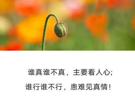 丑小鸭💞愿有一束光主播照片