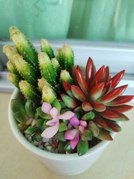 玟玟🌸加油主播照片