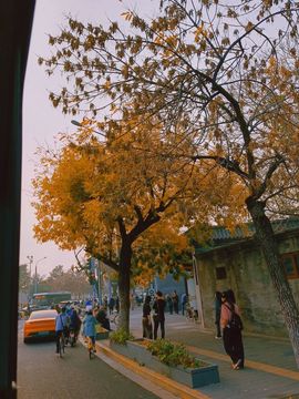 雪菜♫好运好运旺的图片