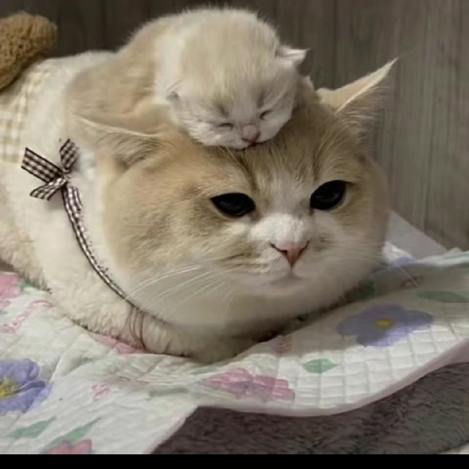 猫猫👿海报
