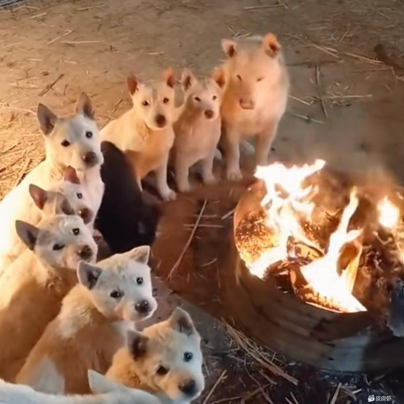 莫法披风海报