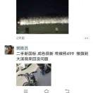 鱼出海