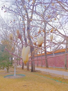 雪菜♫好运好运旺的图片