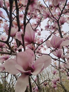 小芳，🌸减肥打卡主播照片