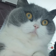 何以入卿心海报