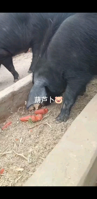 葫芦卜🐷