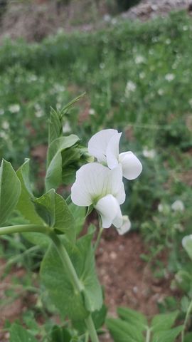 小芳🍃主播照片