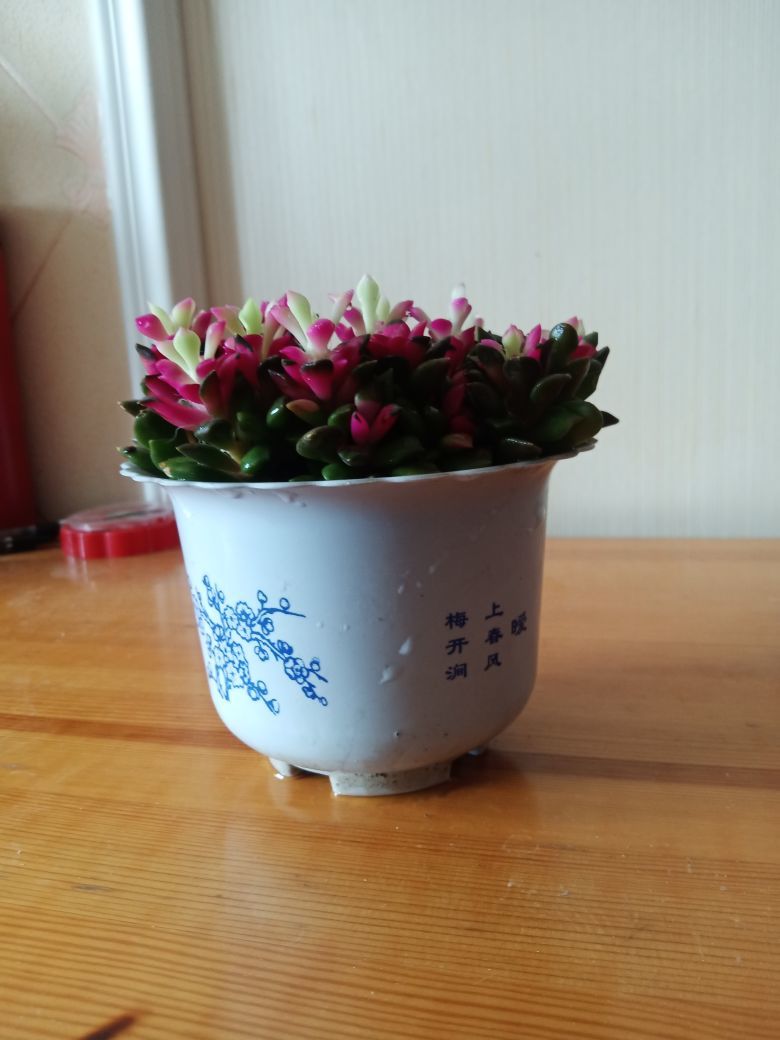 文稻武略145的主播照片