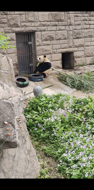 熊猫🐼🐼🐼