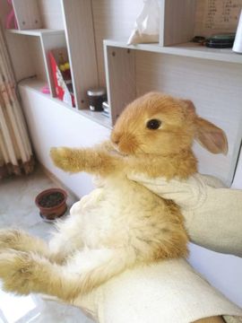 佘囿嬴主播照片