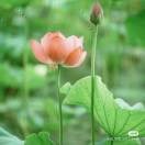 王继兰