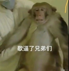大星之卡比主播照片