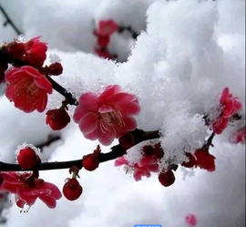 ‘暗香.╭❀主播照片