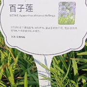 舞今生無緣
