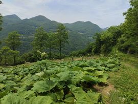 小米酒♫主播照片