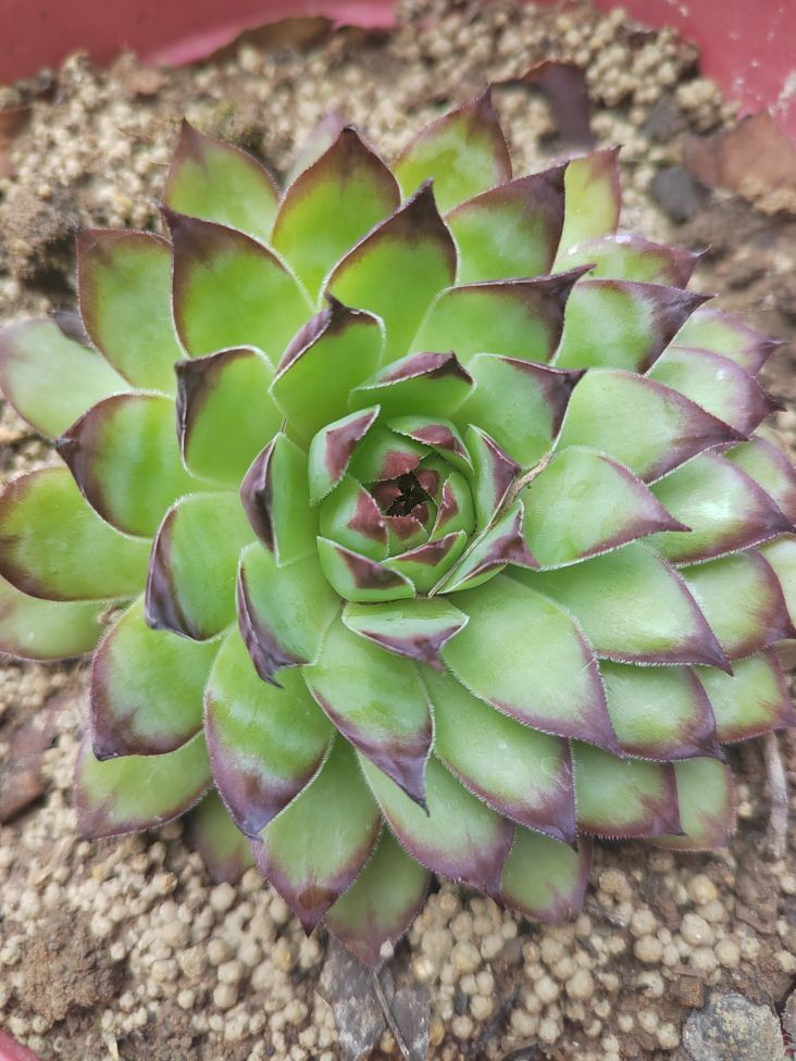～素素～的主播照片