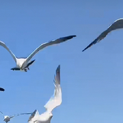 鹰击长空，一击即中海报