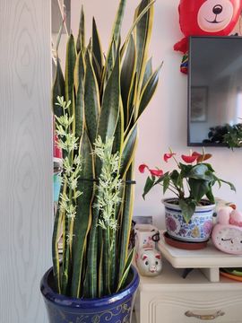 无聊听歌🍀蛇年好运主播照片